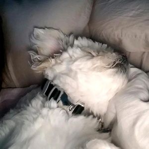 Meet your Posher, Joseph